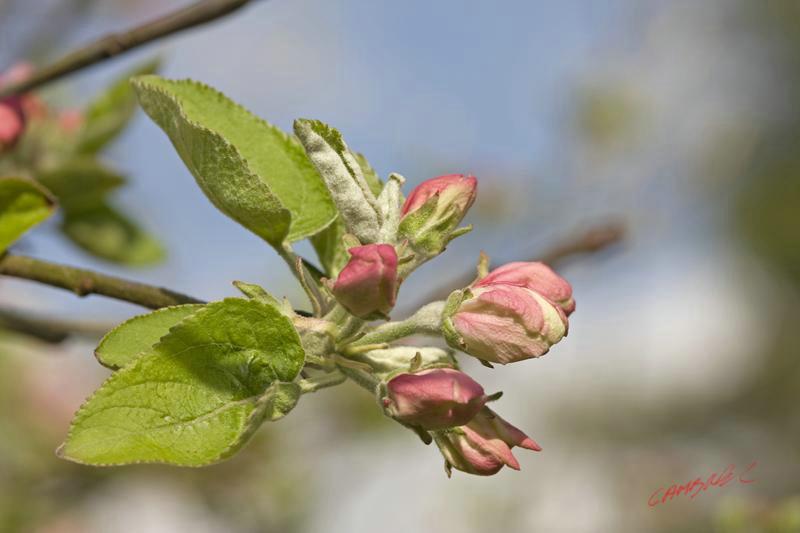 Cjp_2009_04_13_164039 (2).jpg